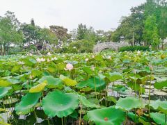 -惠州西湖丰渚园
