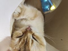-猫域·湾主题猫咖·宠物吧(南坪城市广场店)