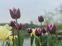 -上海鲜花港