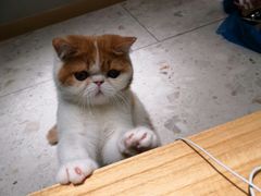 -飞行喵MR PILOT|猫舍·猫咖(静安大融城店)
