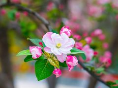 -海棠花溪(元大都城垣遗址公园)