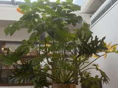 -自如ZSPACE四合院艺术餐厅