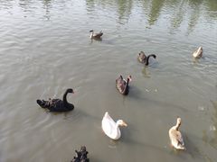 -溱湖国家湿地公园