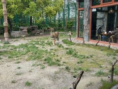 -上海野生动物园老虎餐厅