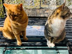 -喵屿·大理花园猫咖