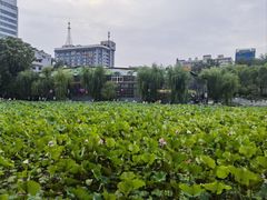 -莲湖公园