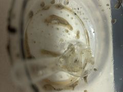 -芝麻糊世家(西华店)