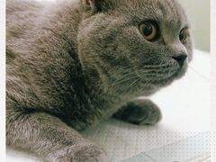 -佳怡动物医院·平价24小时·猫专科骨外科