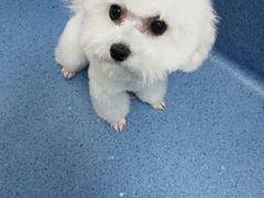 -宠颐生动物医院·心脏科·保险定点(锦阳分院)