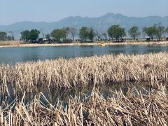 -野鸭湖国家湿地公园