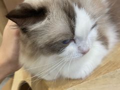 -楼上猫咖(罗湖店)
