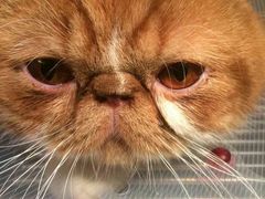 -荣耀金沙动物医院(清江西路店)