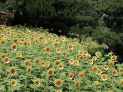 -长洲岛