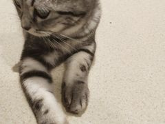 -藏猫猫咖啡主题馆(中央大道店)