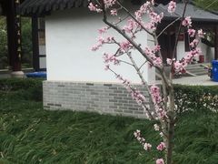 -南汇桃花村