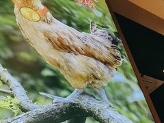 -顺德公广东猪肚鸡·煲仔饭(白石洲店)