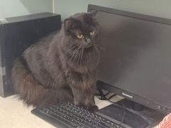 -纳吉亚猫专科动物医院·北北分院