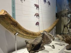 -国家自然博物馆