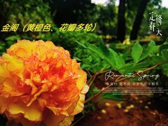 -西苑公园