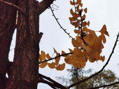 -成都市活水公园