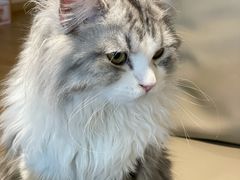 -猫腻·猫咖·撸猫馆(星光大道店)