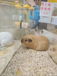 -神奇动物撸宠馆·羊驼·小浣熊·异宠(豫园店)