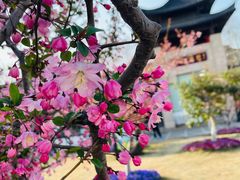 -莫愁湖公园