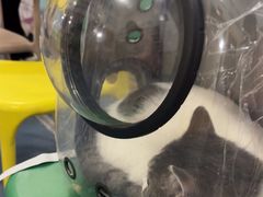 -宠颐生宠物医院外科·内科·皮肤科·影像科(石龙店)