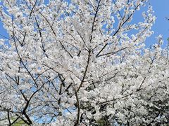 -新虹桥中心花园