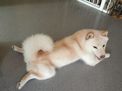 -喜柴咖啡·柴犬狗咖