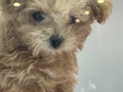 -萌宠之家·腊肠犬·马尔泰·小体犬舍