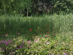 -昆山城市生态森林公园