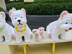 -御宝贝24h宠物医院·转诊中心·CT核磁血透中心(厦门总院)