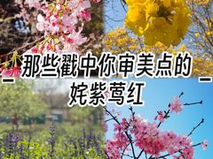 -天适樱花悠乐园