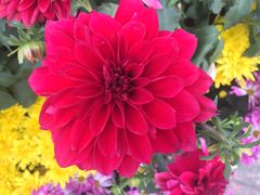 -维也纳酒店(深圳大学城店)