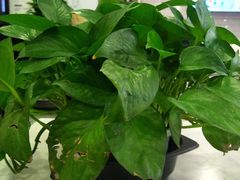 -魏家凉皮(协和店)