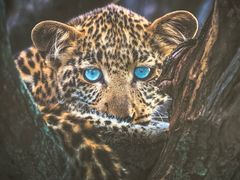 -罗红摄影艺术馆