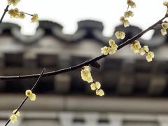 -黎里古镇