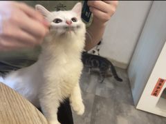 -楼上猫咖(罗湖店)