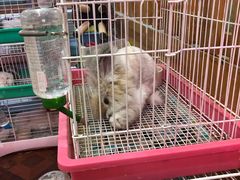 -宠物兔专门店(天丰利市场店)