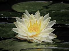 -桐乡植物园