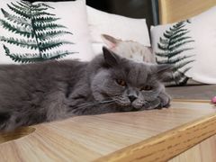 -猫和宫(六道口店)