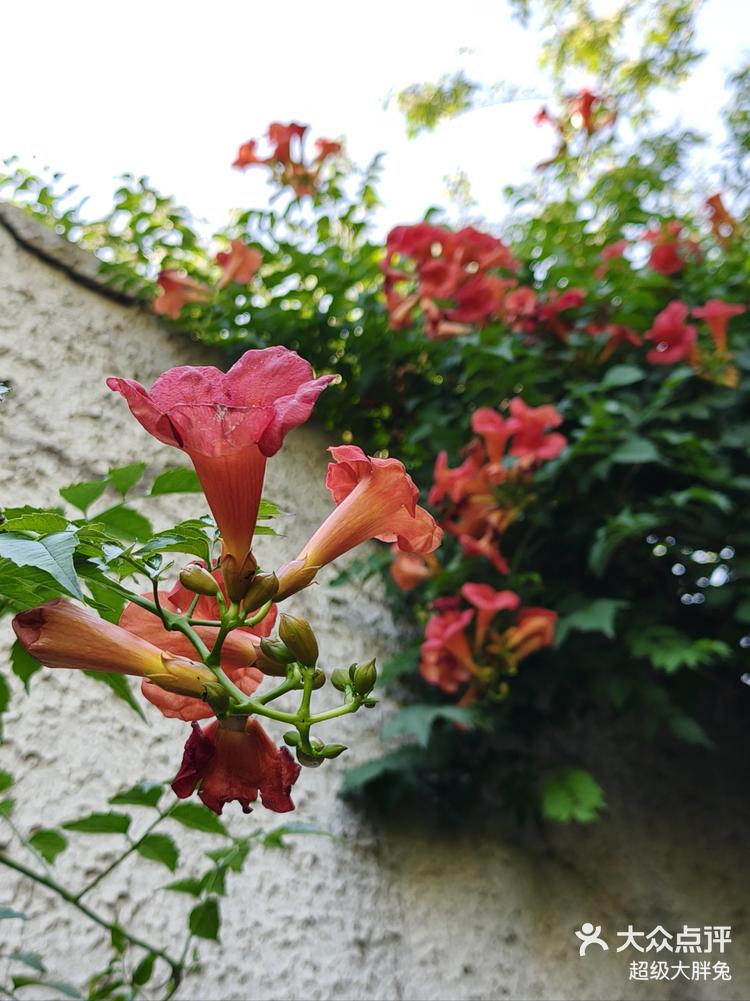 凌霄花长廊图片