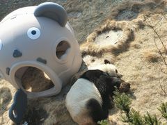 -西霞口神雕山野生动物世界