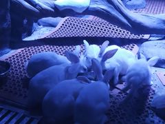 传说中的北极兔-上海海昌海洋公园