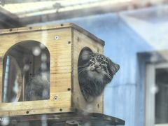 -青藏高原野生动物园