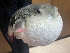 -鲐赏河豚(长寿店)