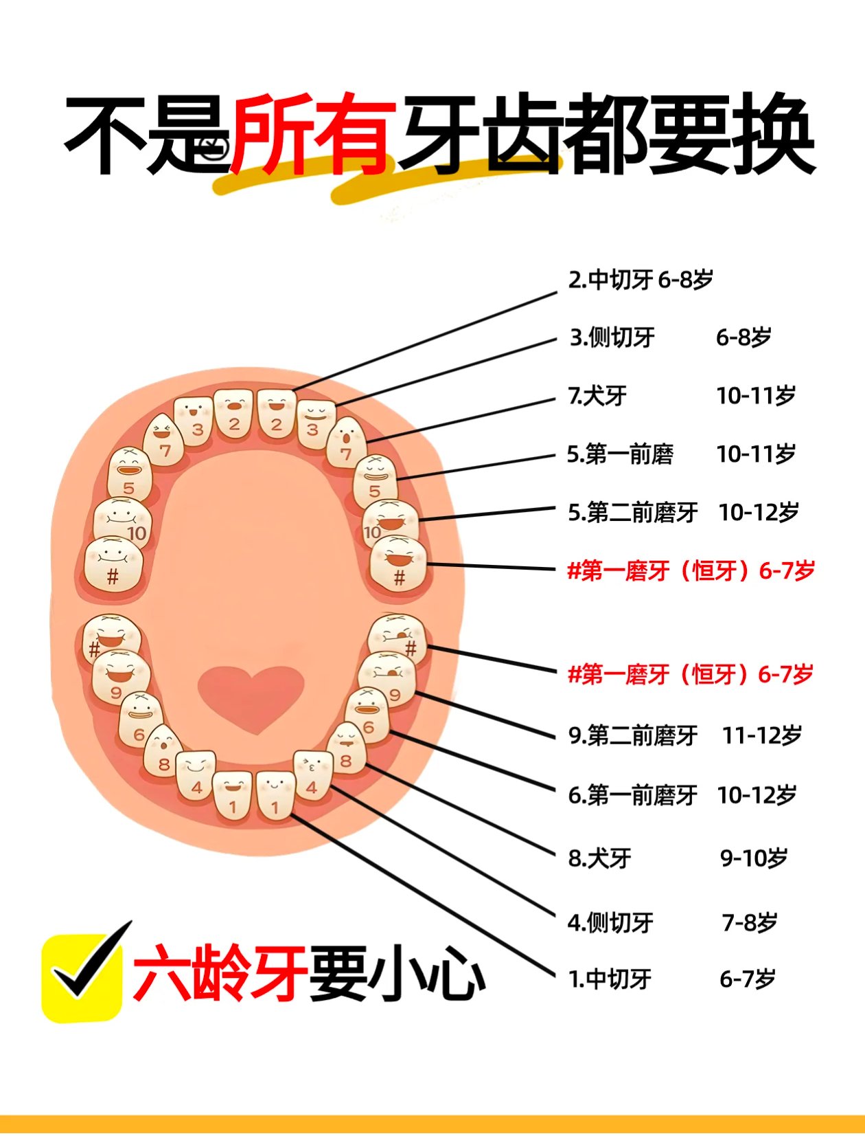 所有的牙齿都会换吗图片