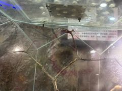 -上海大自然野生昆虫馆(东方明珠·爬宠昆虫探索中心)