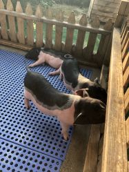 -萌宠亲子动物乐园(槐房万达店)